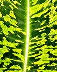 Dieffenbachia maculata Reflector