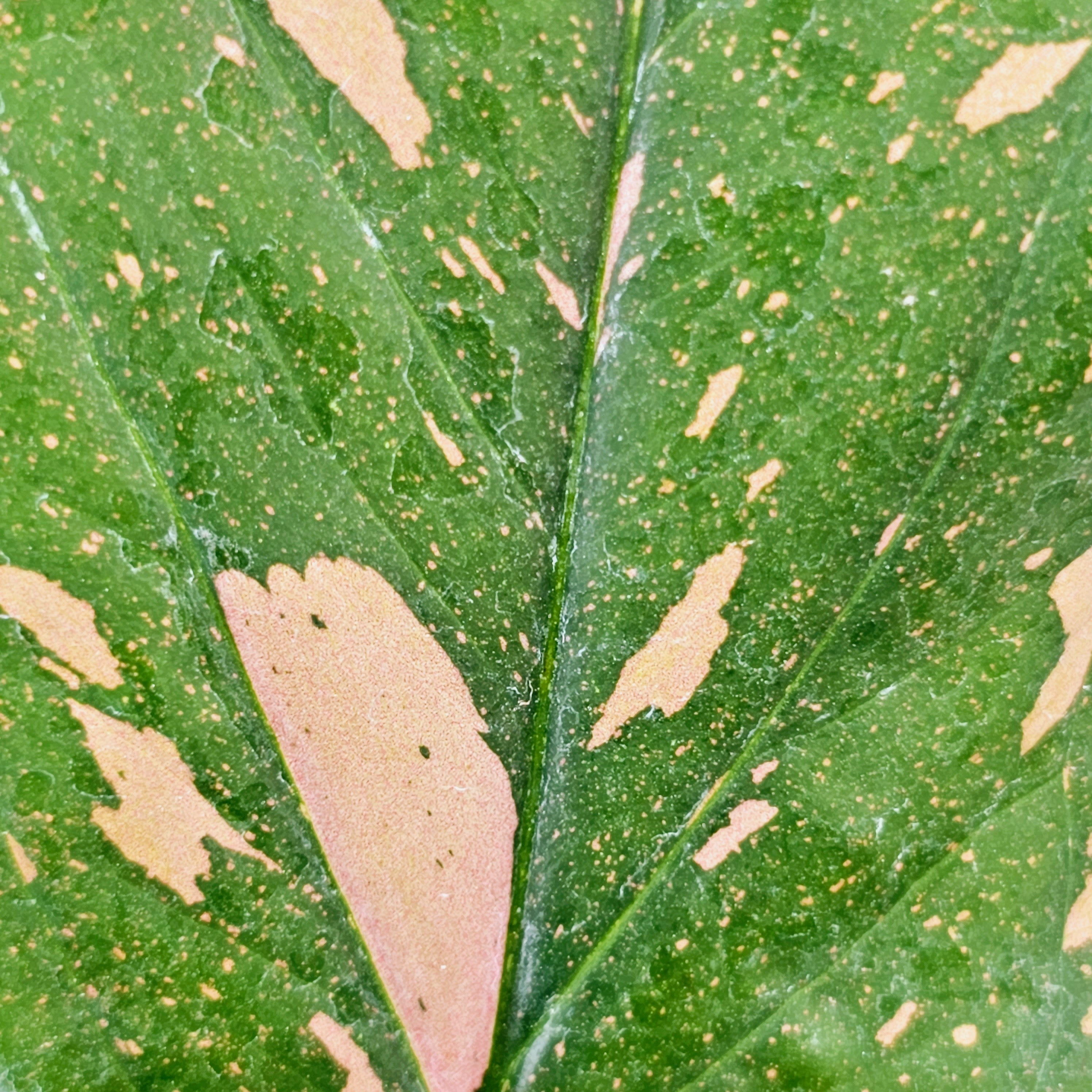 Syngonium Podophyllum Red Spot Bare Bottom Baby Enliven Plants syngonium-podophyllum-red-spot-bare-bottom-baby-enliven-plants