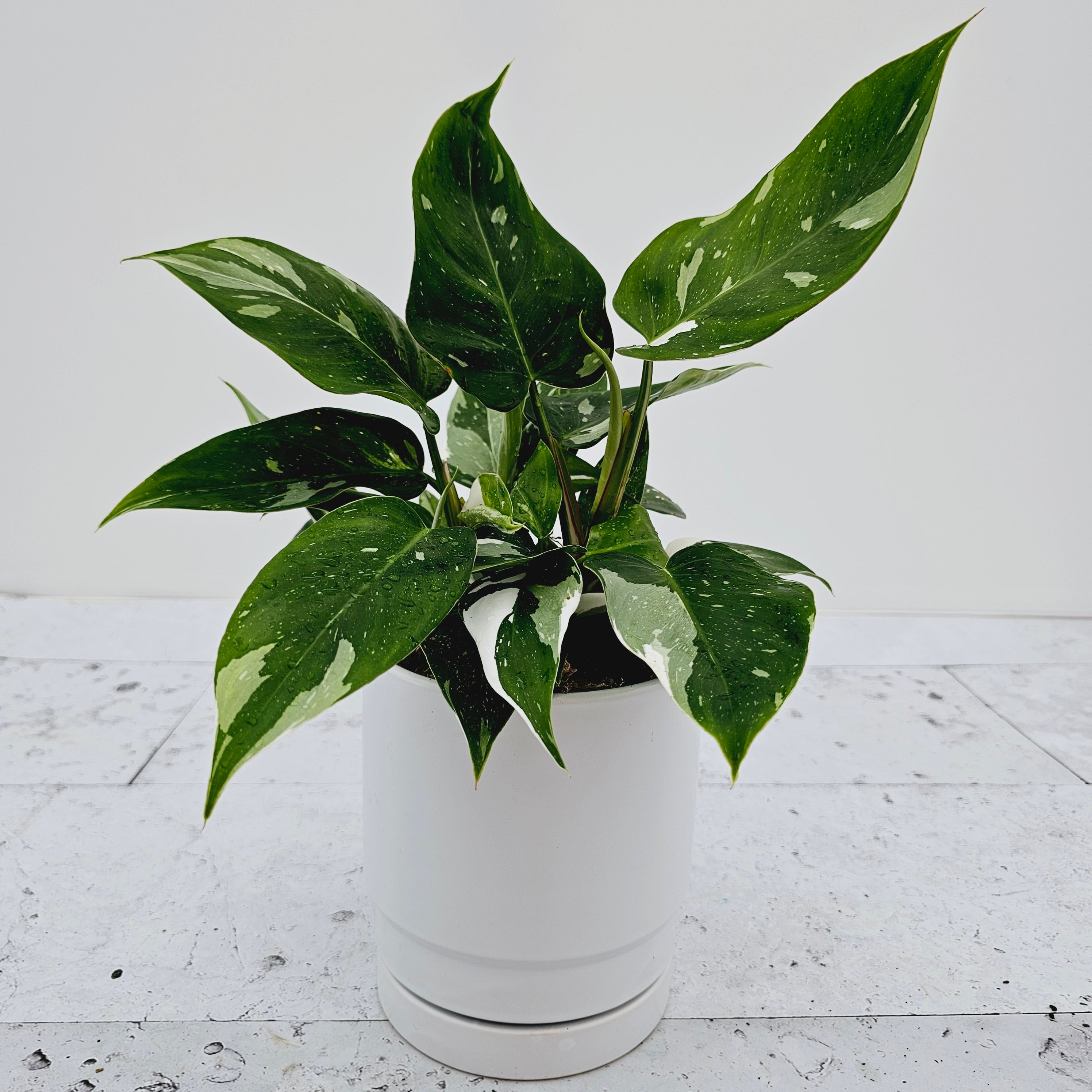 Philodendron erubescens White Princess