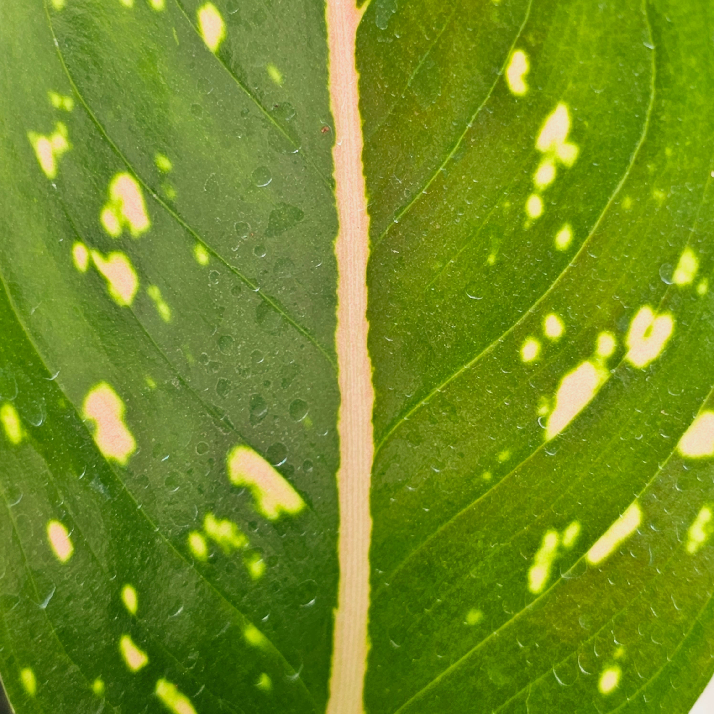 Aglaonema commutatum 'Pink Dalmation'