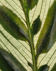 Calathea makoyana