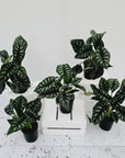 Alocasia baginda Dragon Scale