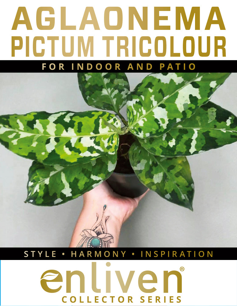 Aglaonema pictum Tricolour -Perfectly Imperfect