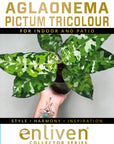 Aglaonema pictum Tricolour -Perfectly Imperfect