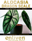 Alocasia baginda Dragon Scale