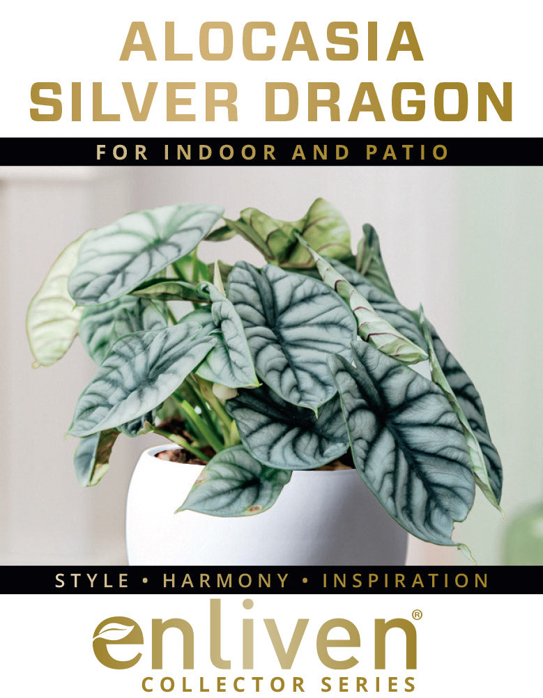 Alocasia baginda 'Silver Dragon'