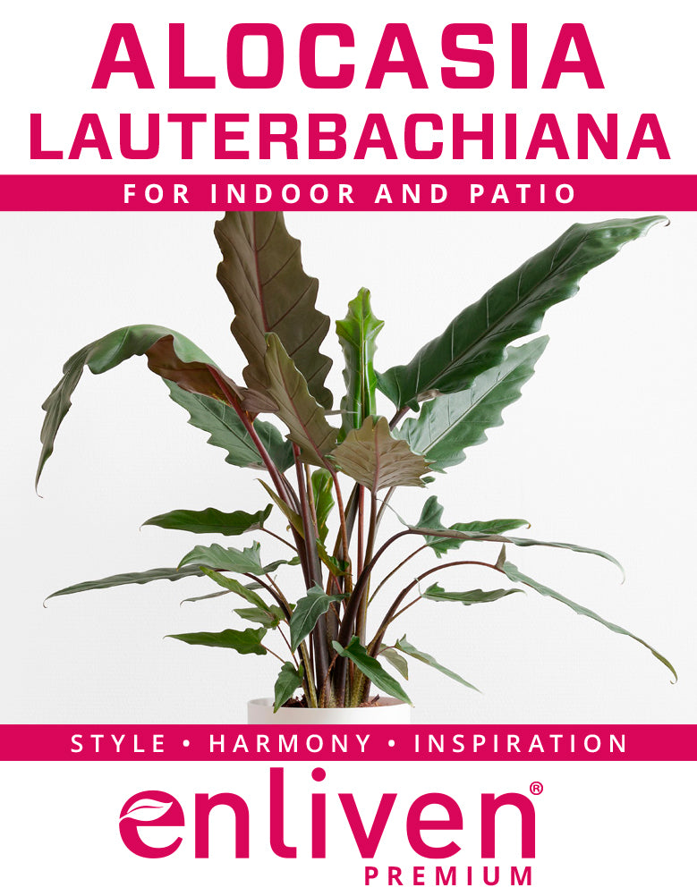 Alocasia lauterbachiana Purple Sword