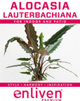 Alocasia lauterbachiana Purple Sword
