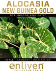 Alocasia macrorrhizos New Guinea Gold