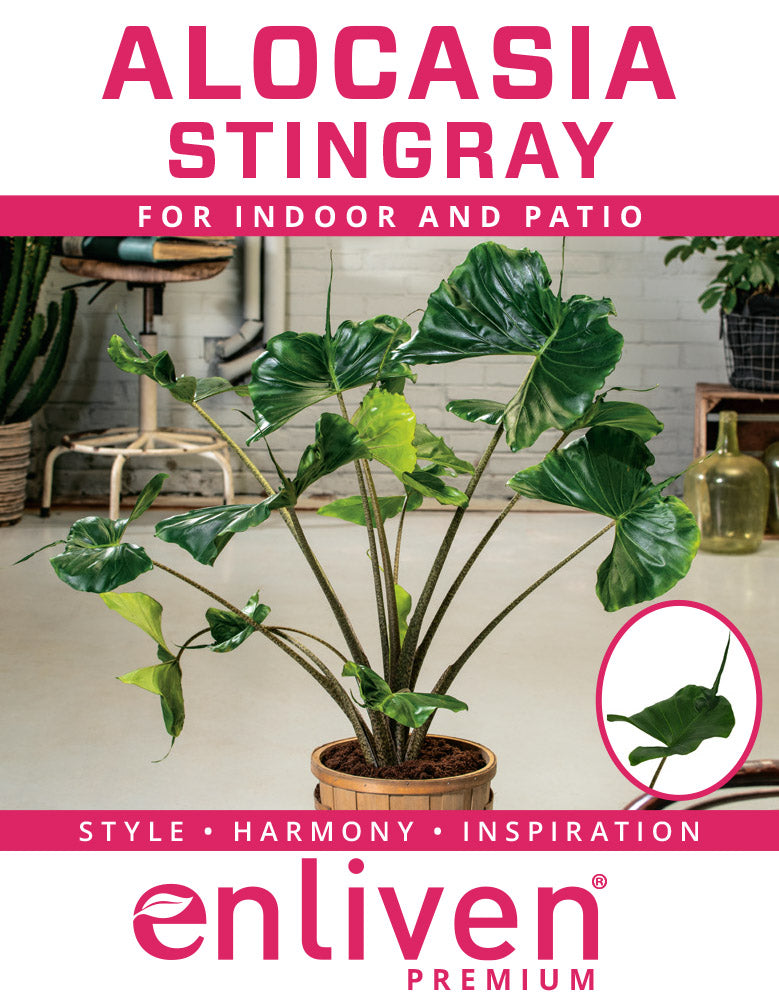 Alocasia macrorrhizos Stingray