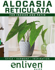 Alocasia zebrina 'Reticulata' - Bare Bottom Baby - SALE