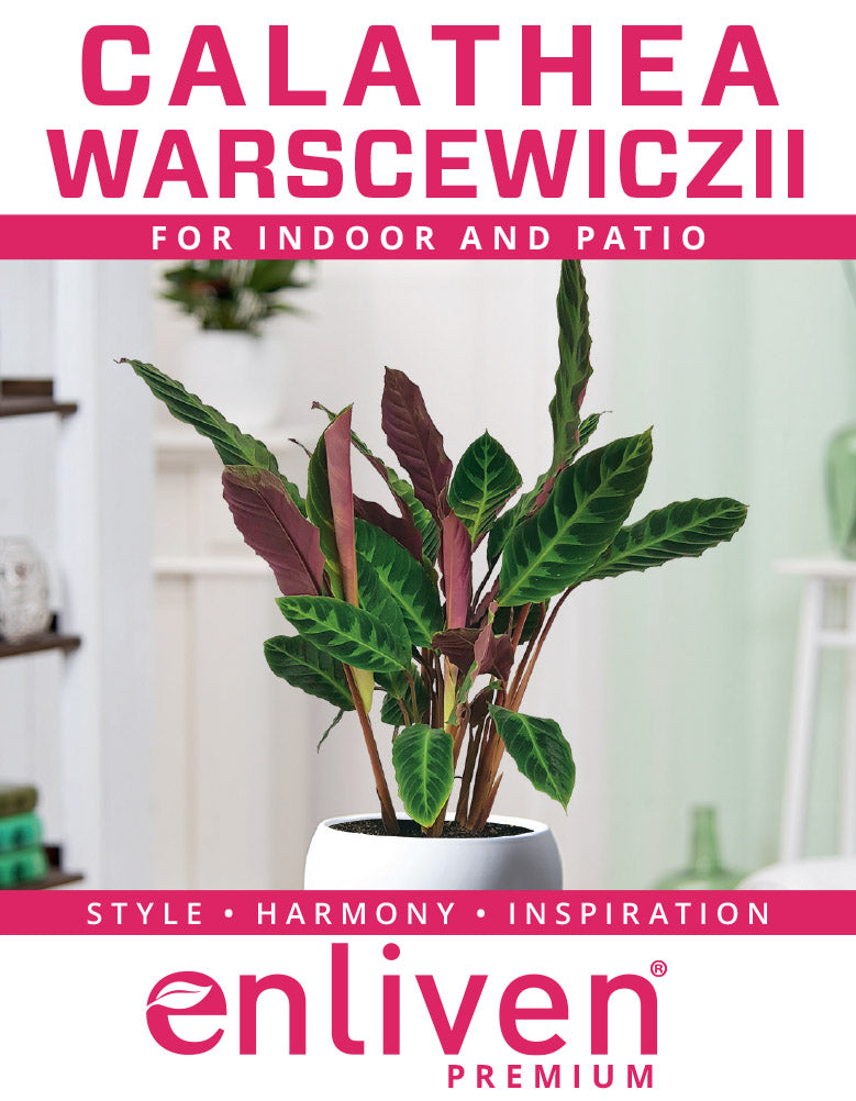 Calathea warscewiczii - Perfectly Imperfect Plants
