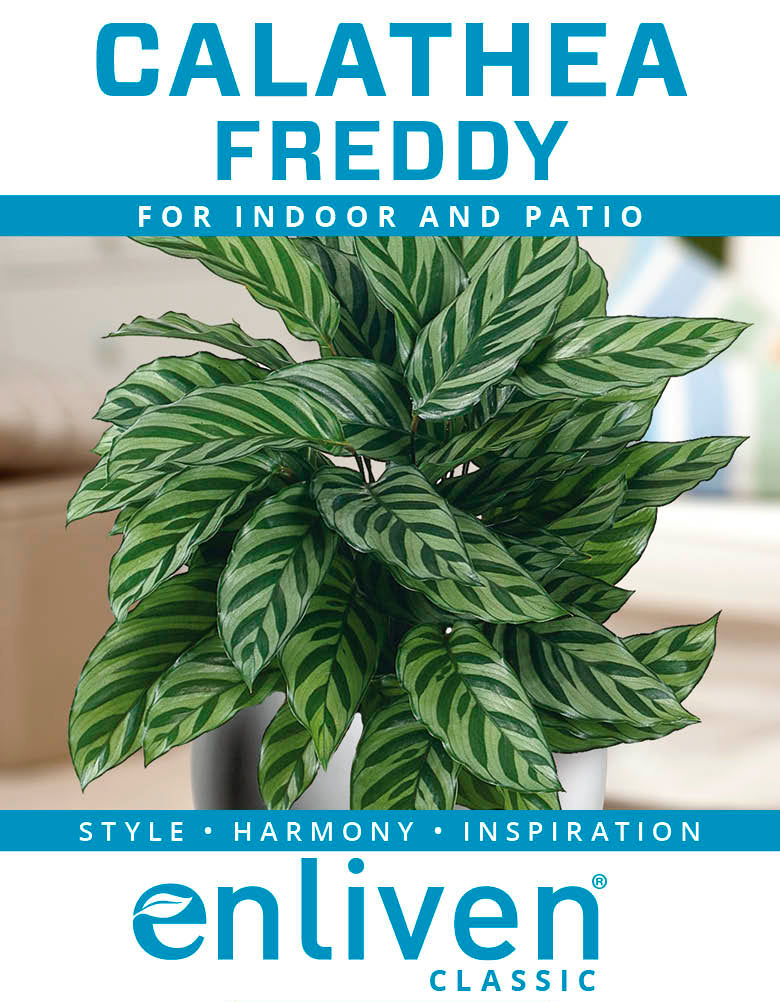 Calathea concinna Freddy