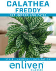 Calathea concinna Freddy