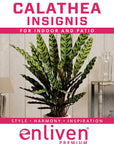 Calathea lancifolia Insignis