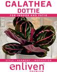 Calathea roseopicta Dottie