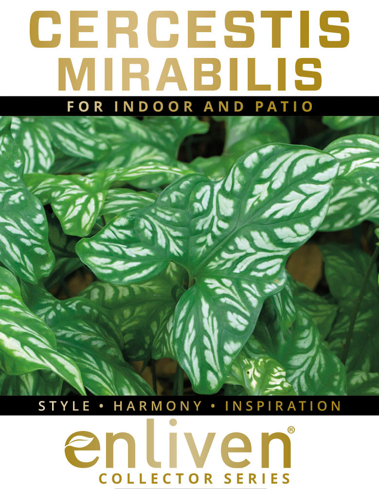 Cercestis mirabilis -  perfectly imperfect