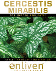 Cercestis mirabilis -  perfectly imperfect