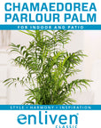 Chamaedorea elegans Parlour Palm