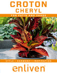 Codiaeum variegatum Croton Cheryl