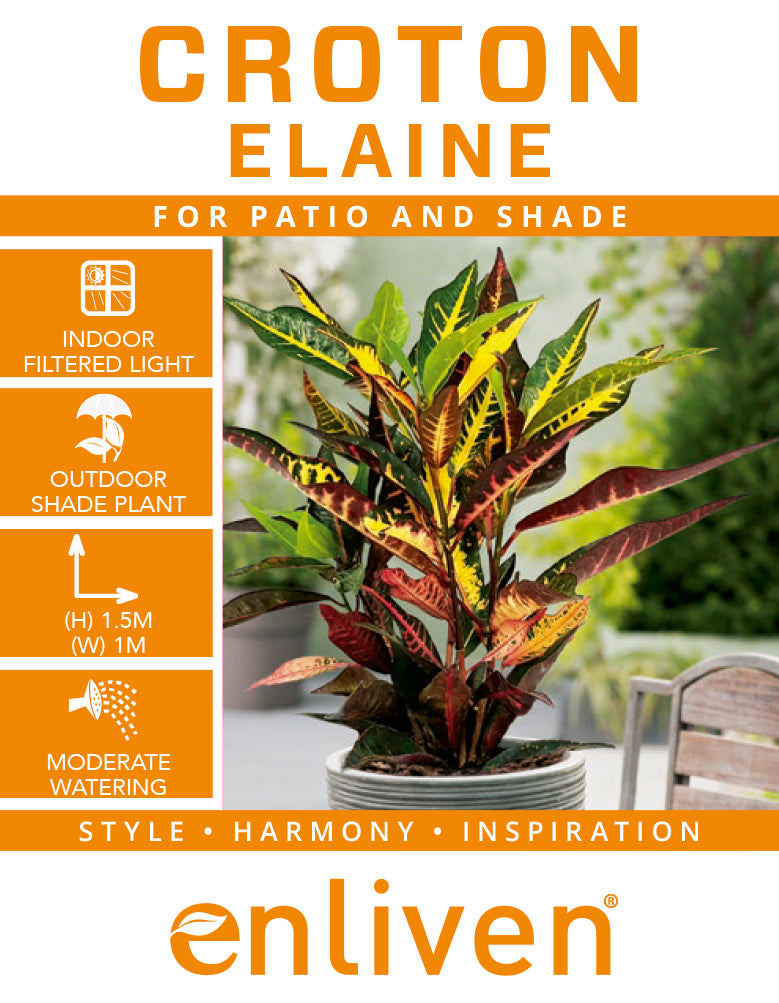 Codiaeum variegatum Croton Elaine