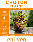 Codiaeum variegatum Croton Elaine