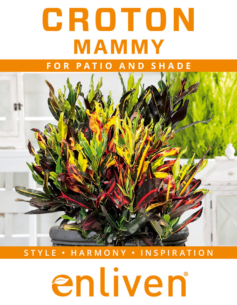 Codiaeum variegatum Croton Mammy