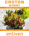 Codiaeum variegatum Croton Mammy