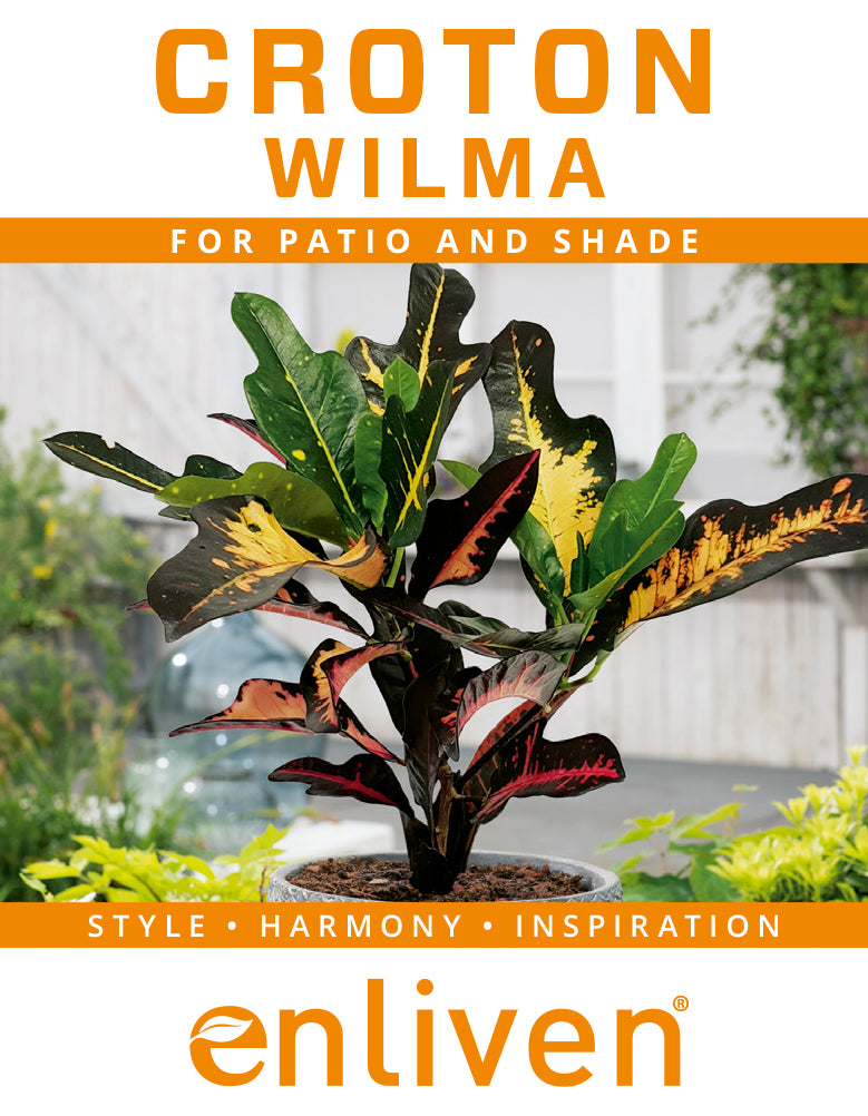 Codiaeum variegatum Croton Wilma