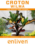 Codiaeum variegatum Croton Wilma