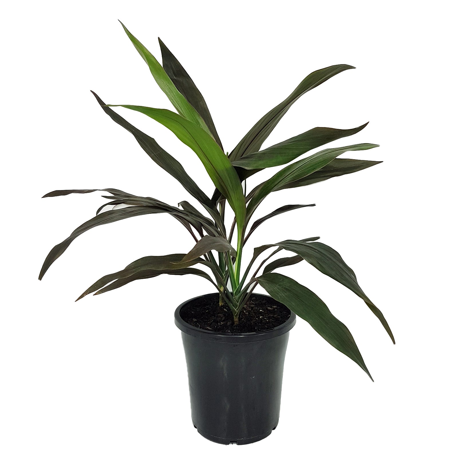 Cordyline fruticosa Negra