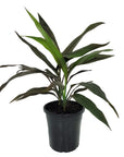 Cordyline fruticosa Negra