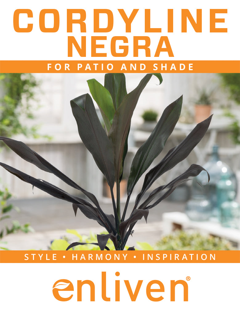 Cordyline fruticosa Negra
