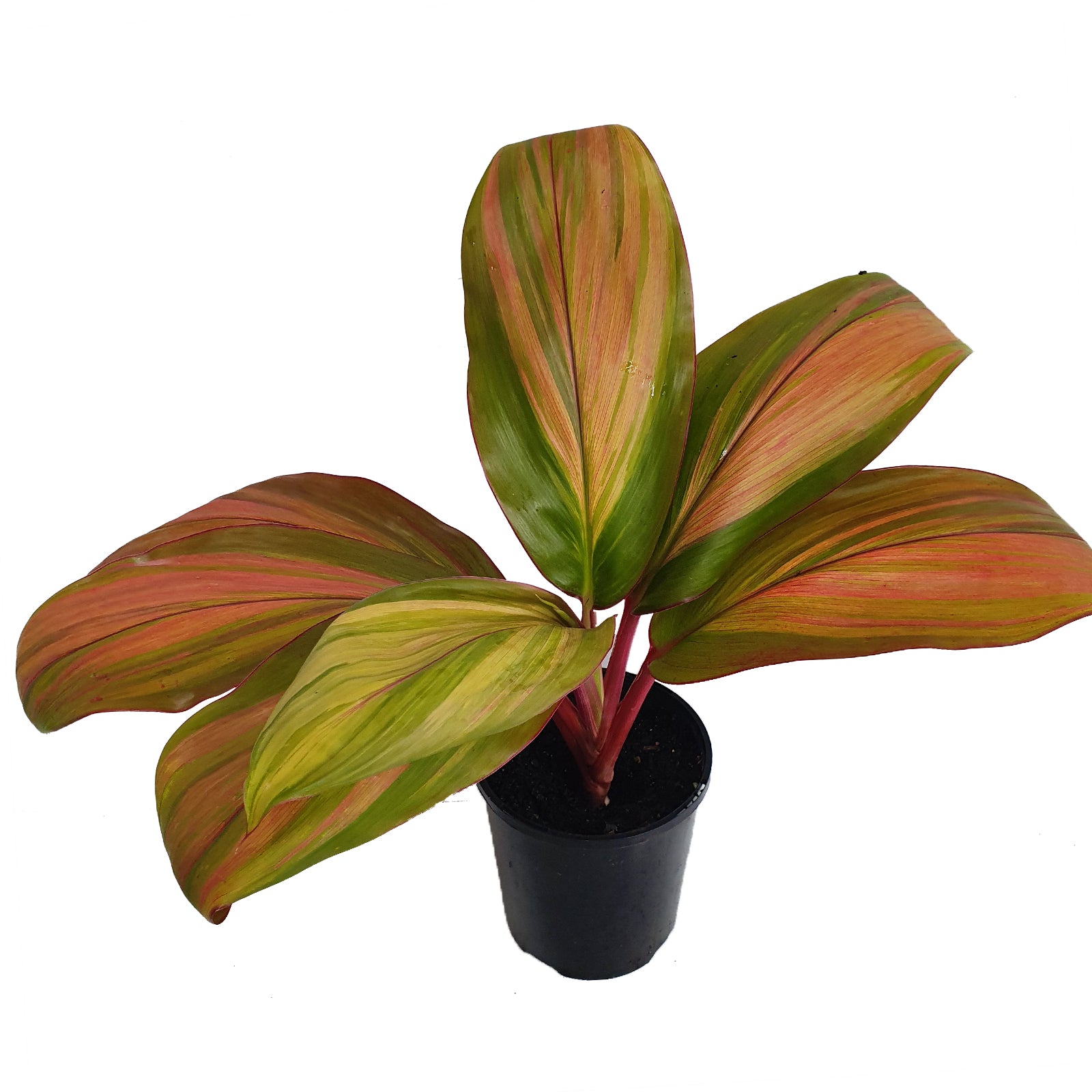Cordyline fruticosa Willy's Gold