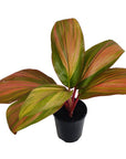 Cordyline fruticosa Willy's Gold
