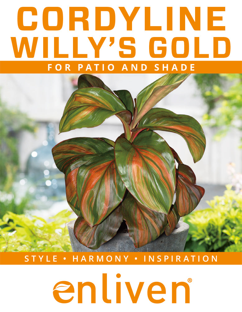 Cordyline fruticosa Willy's Gold