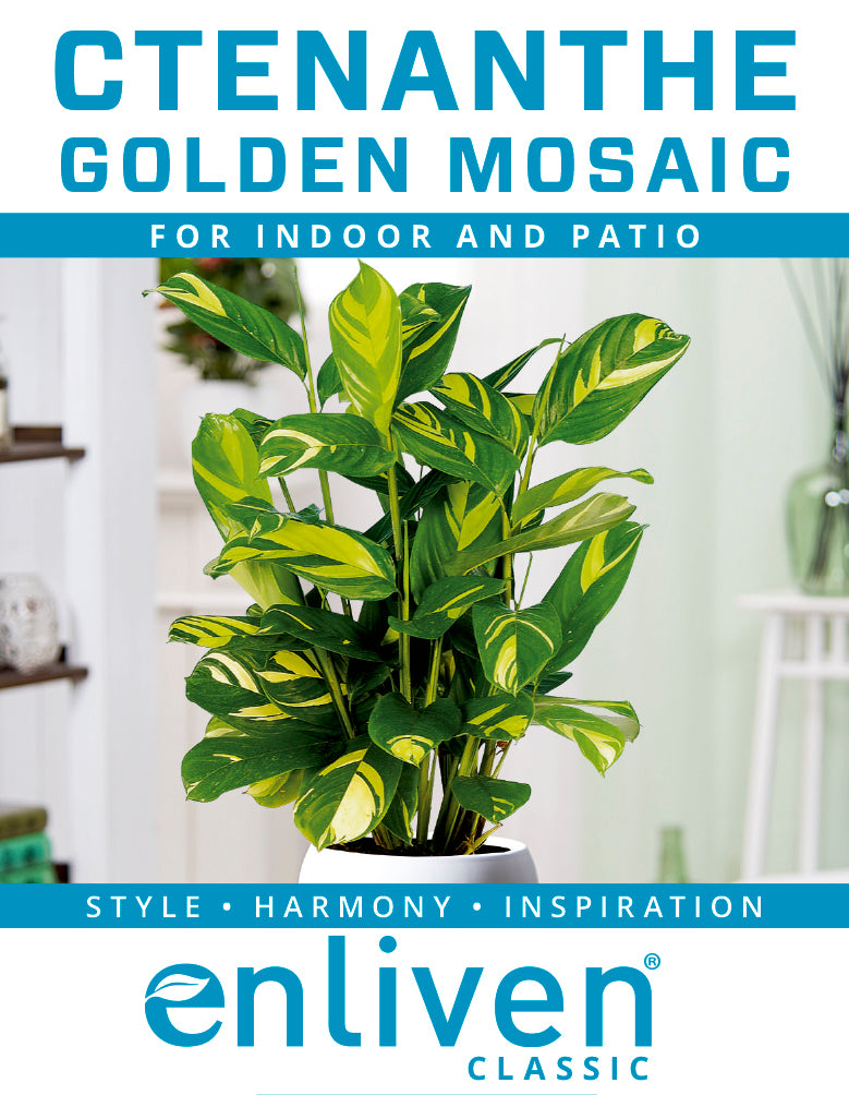 Ctenanthe pilosa 'Golden Mosaic'