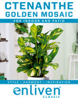 Ctenanthe pilosa 'Golden Mosaic'