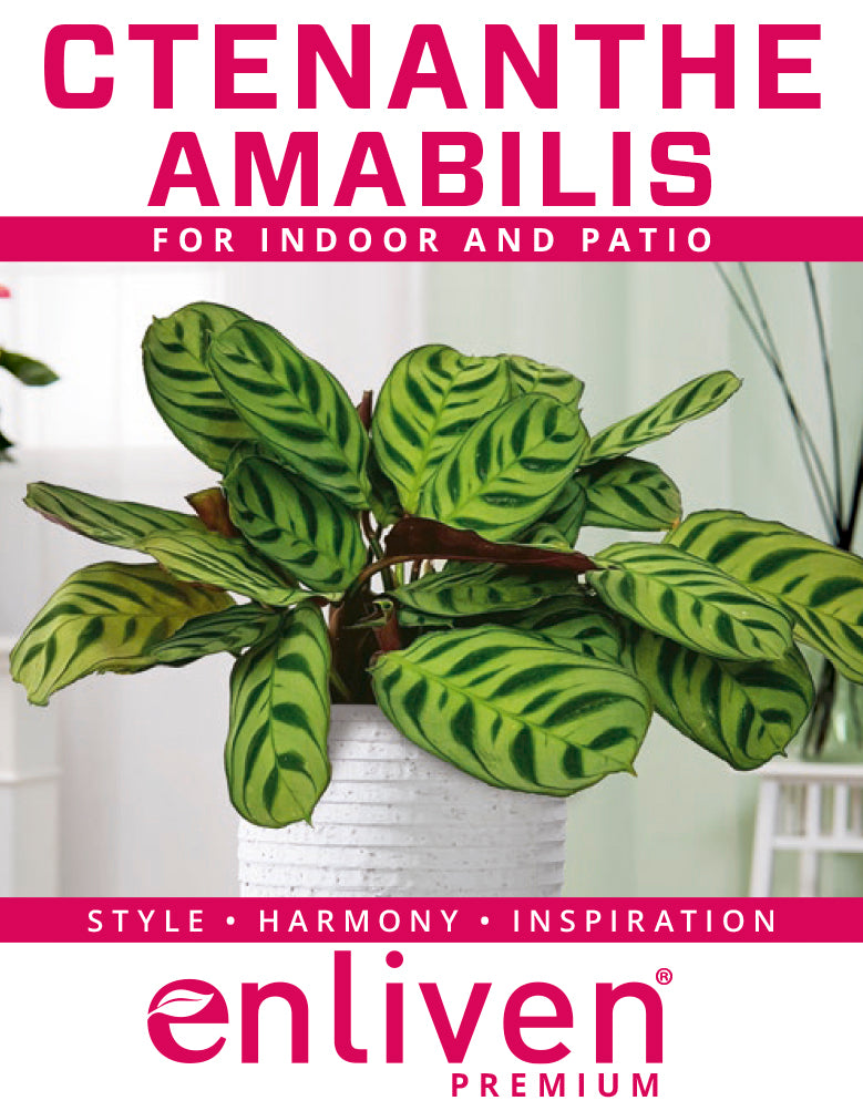 Ctenanthe burle marxii Amabilis