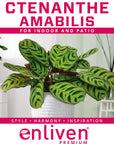 Ctenanthe burle marxii Amabilis