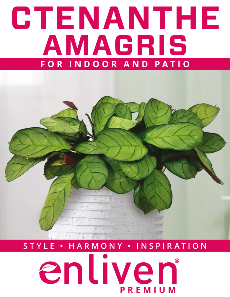 Ctenanthe burle marxii Amagris