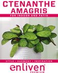 Ctenanthe burle marxii Amagris