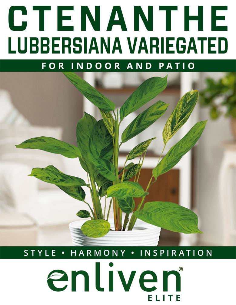 Ctenanthe lubbersiana variegata - Perfectly Imperfect