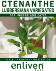 Ctenanthe lubbersiana variegata - Perfectly Imperfect