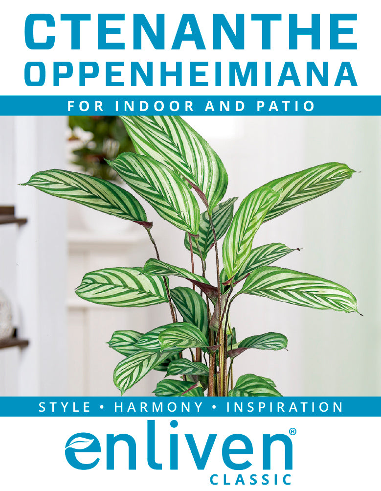 Ctenanthe oppenheimiana