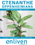 Ctenanthe oppenheimiana