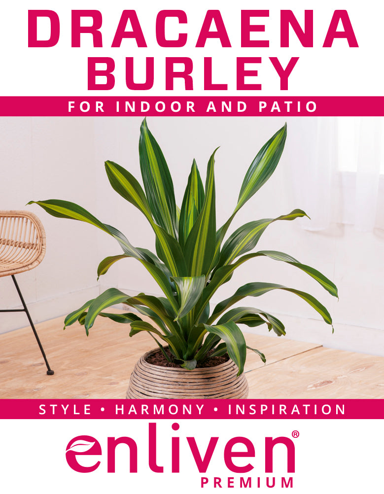 Dracaena fragrans Burley