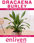 Dracaena fragrans Burley