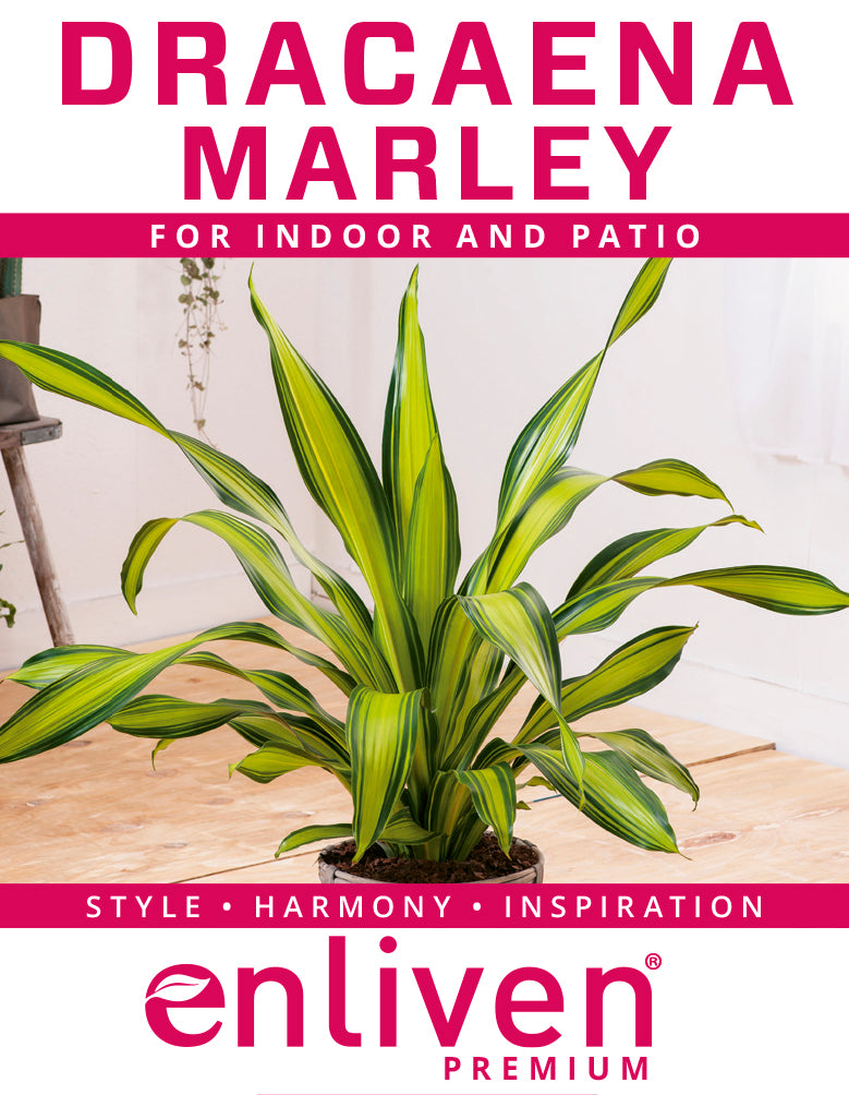 dracaena massangeana marley Dracaena fragrans 'Marley' – Enliven Plants