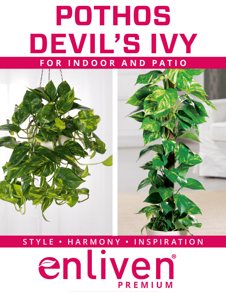 Epipremnum auruem Devil's Ivy Pothos